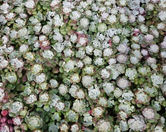 Sedum Spathulifolium Carnea
