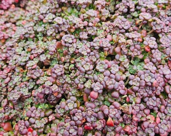 Sedum Spathulifolium Purpureum
