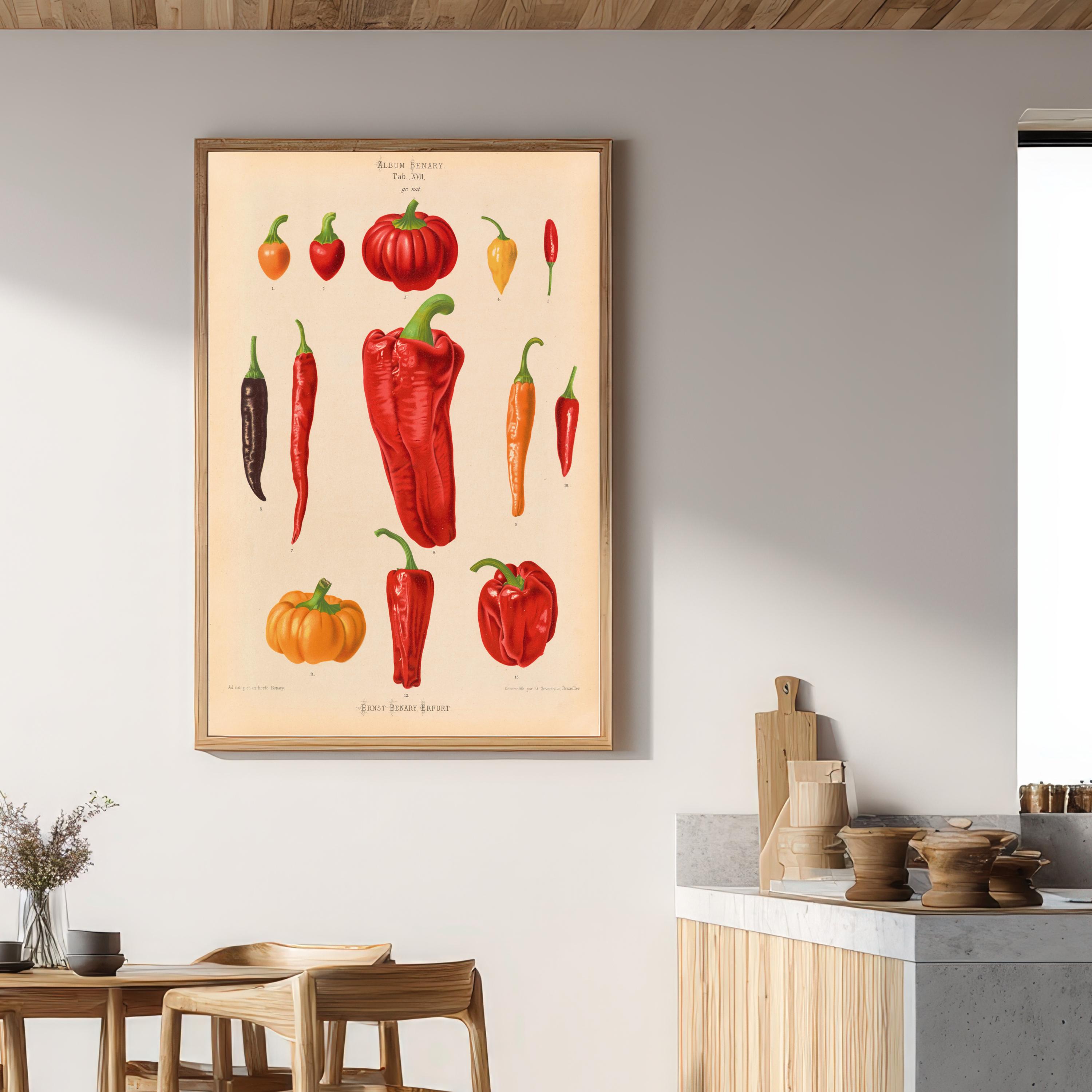 絵画 とうがらし ヴィンテージ植物学唐辛子イラストチャート トウガラシ品種