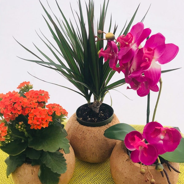 100% Natural Hand Carved Coconut Planters,Holders,Tiki home decor,Tropical Plants and Pots,Hawaiian Flowers,Candle holder,Party Decorations!