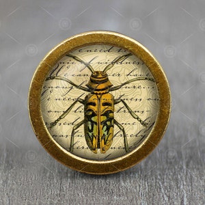 Puede incluir: Un pomo redondo dorado con una imagen vintage de un escarabajo amarillo y verde sobre un fondo crema. El fondo tiene una escritura cursiva que dice "Necesito...de santidad...podemos...tener...suficiente...seguro...Necesito...finura...en...nuestro...cuerda...semilla...yo...rápido...libremente...nuevo".