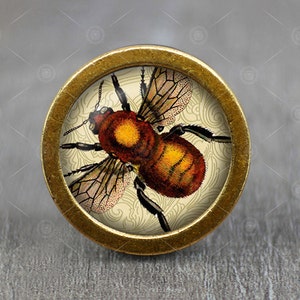 Retro Insect Illustration Glass Cabochon Bronze cabinet Dresser Knob pull / Dresser Pull / Cabinet Knob / Furniture Knob