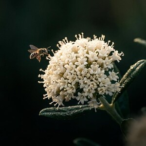 California buckwheat - Etsy 日本