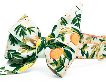 Crew LaLa Sweet Clementines Belle Bow Dog Collar