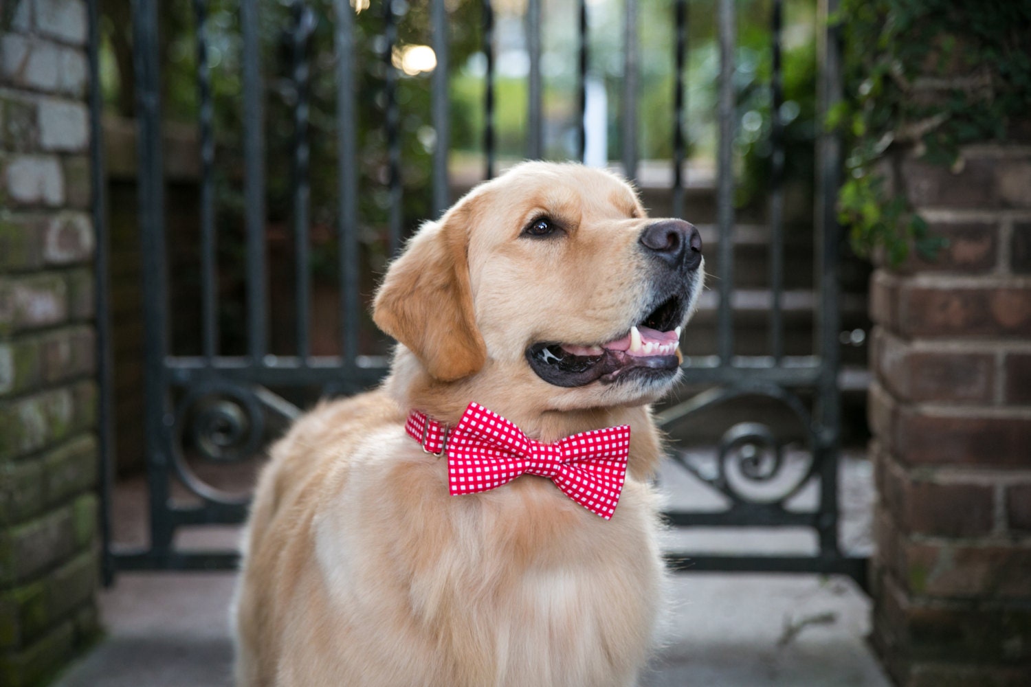 Remplacement Noeud Papillon ou de Belle-Vous Choisissez Le Tissu
