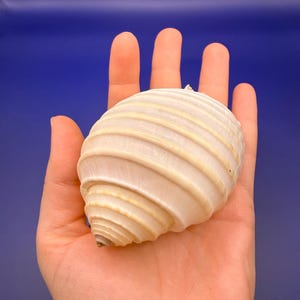 May include: A large, cream-coloured seashell with prominent ridges, held in an open hand against a blue background. The shell's spiral shape is clearly visible, showcasing its natural texture and colour variations. The shell is a natural, organic item.