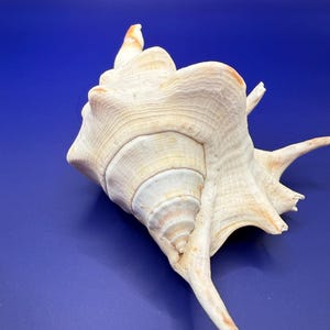 Naturlig snäckskal – Stor kustdekor snäckskal, strandhusstyling