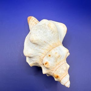 Op de afbeelding: Een grote, getextureerde zeeschelp met een crème- en bruin kleurenschema. De schelp heeft een spiraalvorm met een puntig uiteinde en een reeks ribbels en bulten. De achtergrond is effen, diepblauw.