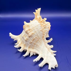 Op de afbeelding: Een grote, sierlijke zeeschelp met crème- en bruintinten. De schelp heeft een textuur met uitgesproken ribbels en stekels langs de randen. De achtergrond is effen diepblauw.