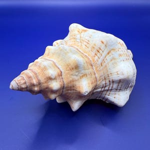 Peut inclure: Un grand coquillage de couleur crème avec des marques marron et beige. La coquille a une forme en spirale avec une extrémité pointue et une surface texturée. Le fond est bleu foncé uni.