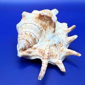 Naturlig snäcka - Kuststrandhusdekoration, Hantverkssnäcka