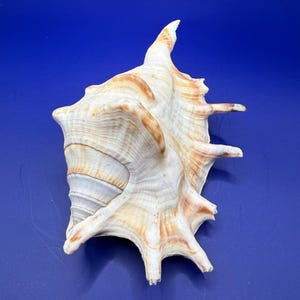 Op de afbeelding: Een grote, sierlijke zeeschelp met crème- en bruintinten. De schelp heeft een textuur met opvallende ribbels en stekels, tegen een levendige blauwe achtergrond. De vorm van de schelp is asymmetrisch en complex.