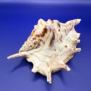 Può includere: Una grande conchiglia strutturata con un motivo crema e marrone. Il guscio ha più punte e una superficie ruvida. Lo sfondo è blu scuro.