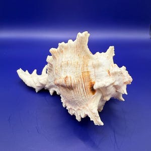 May include: A large, cream-colored seashell with intricate ridges and a spiky, textured surface. The shell features brown and tan markings and is set against a solid blue background. The shell's unique shape and color make it a decorative item.