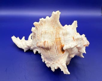 Natürliche Muschel - Strandhaus Küsten Dekor, Craft Shell