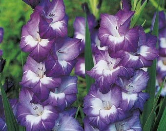 Bulbos de gladiolo púrpura Prince, planta perenne de jardín con flores.