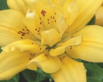 Bulbos de lirio asiático Fata Morgana, flores perennes amarillas sin polen.