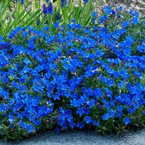 May include: A vibrant display of blue flowers in full bloom. The image showcases a dense cluster of small, bright blue blossoms with green foliage, creating a lush, textured appearance. The flowers are in a garden setting.