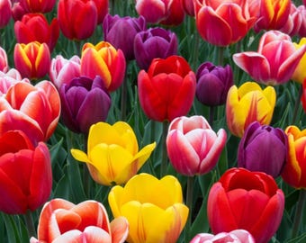 Colección de bulbos de tulipán mixtos: bulbos de jardín de floración primaveral, mezcla de colores vibrantes.