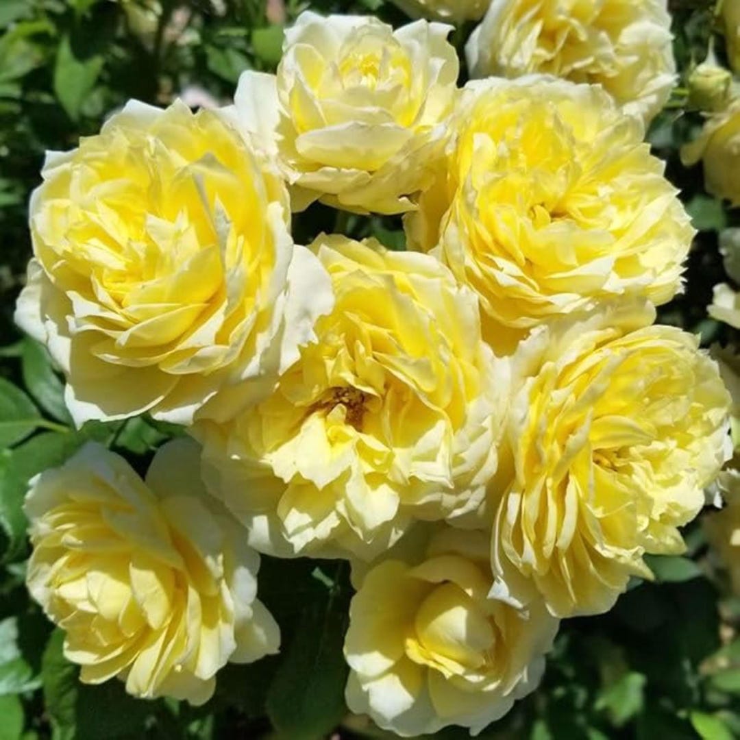 Gmo Roses Rare Rose Seeds – Perennial Flower Seeds for Outdoor Planting, Heirloom ...