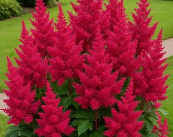 Semillas de Astilbe Rojo Fanal, Bulbos, Plantas Perennes de Jardín con Flores de Sombra