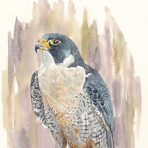 May include: Watercolor painting of a peregrine falcon perched on a rock. The bird has a dark blue head and back, with a white chest and belly. Its wings are a mix of gray and black, and its talons are yellow. The background is a soft wash of brown and purple.