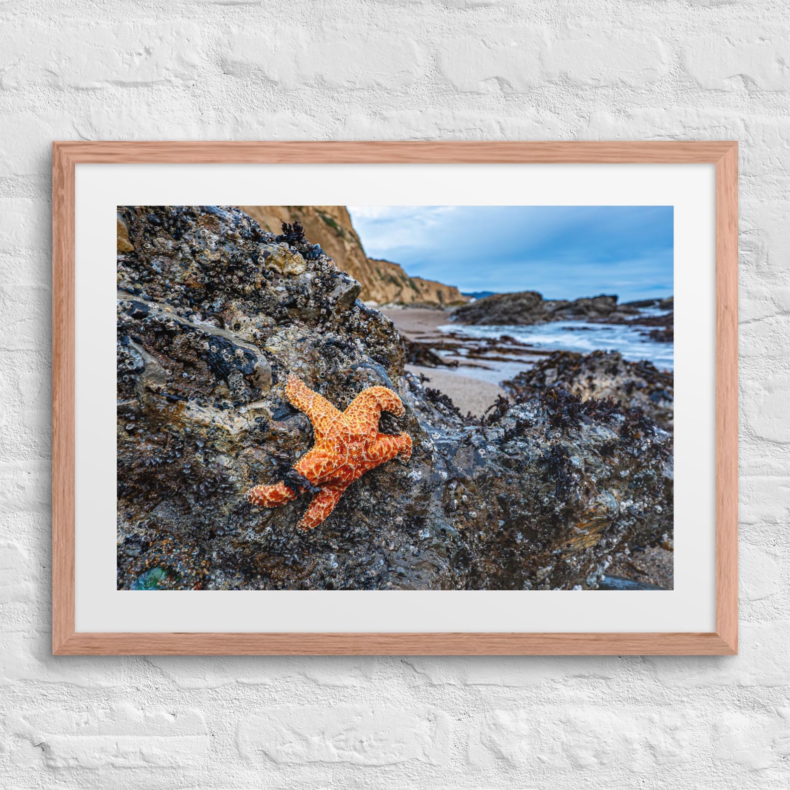 Ochre Sea Star Framed Print – California Coastline Photography, Point Reyes National Seashore