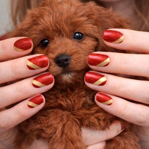 May include: Red nail polish with a gold diagonal stripe design. The nails are on a hand holding a small, brown, fluffy dog. A diamond ring is visible on the ring finger.