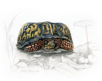 eastern box turtle etsy