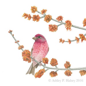 Purple Finch Watercolor Print image 1