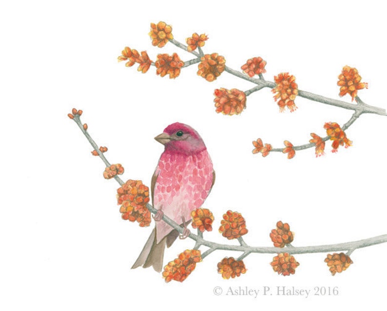 Purple Finch Watercolor Print image 1