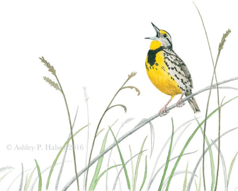 Eastern Meadowlark Watercolor Print - Etsy