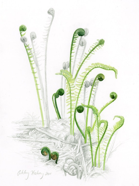Watercolor Fern Print - Etsy