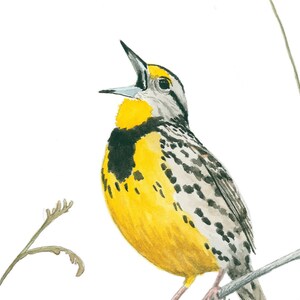 Eastern Meadowlark Watercolor Print - Etsy
