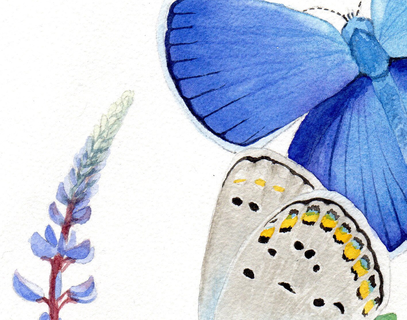 Karner Blue Butterfly & Wild Lupin Print 