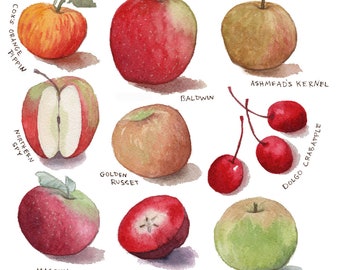 Heirloom Apple Watercolor Print