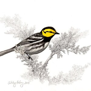 May include: A black and white illustration of a yellow-throated warbler perched on a branch of a cedar tree. The bird has a yellow throat and a black stripe through its eye. The background is white.