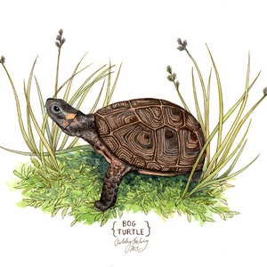 May include: Watercolor painting of a bog turtle in a grassy area. The turtle is brown with black markings and has a yellow spot on its head. The text "BOG TURTLE" is written below the turtle.
