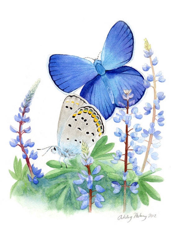 Karner Blue Butterfly & Wild Lupin Print 