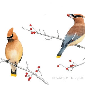Cedar Waxwing Watercolor Print