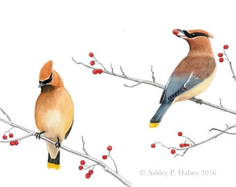 Cedar Waxwing Watercolor Print