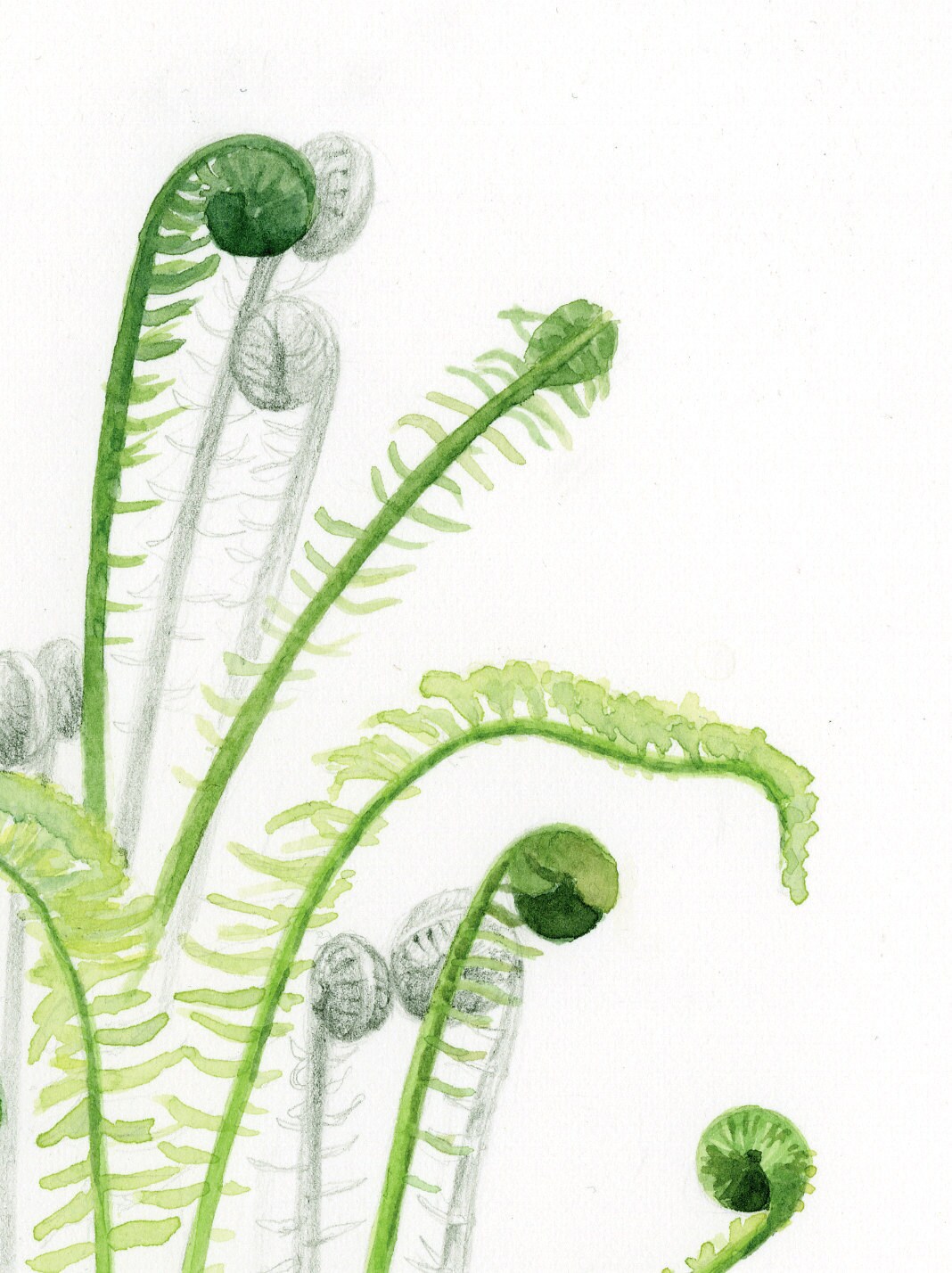 Watercolor Fern Print - Etsy
