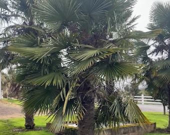 Trachycarpus Takil - Kumoan palm  -Cold Hardy -4 degrees - Snow/ice resilient - Worlds most cold tolerant trunking palm - Fresh seeds 2026