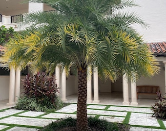 Cold hardy 15F - Silver date Palm tree -Phoenix slyvestris Seeds - Adaptable and Resilient - Rare - Edible fruit tree - ornamental trees