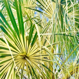 Variegated Palms - Etsy