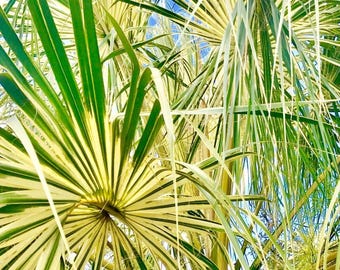Variegated Sabal palmetto - Cold Hardy 10F - Snow/Ice Resilient - Fresh 2026 seeds - Florida origin