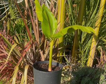 Plátano japonés resistente al frío - VIVO - Clones establecidos de la planta madre cultivada en Oregón - Planta tropical gigante