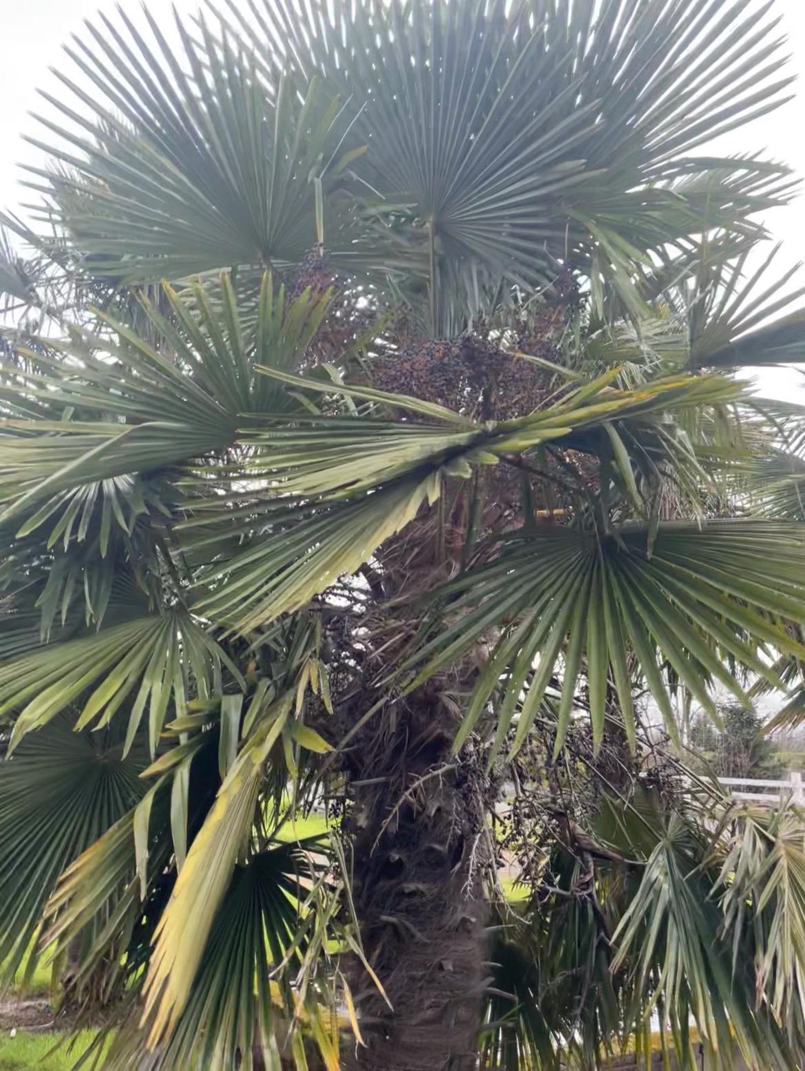 Takil Trachycarpus Takil - Kumoan Palm -cold Hardy -4 Degrees - Snow/ice ...