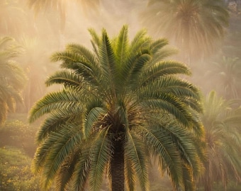 Palmera datilera de montaña - Phoenix loureiroi Var. humilis - Resistente al frío hasta -5 °C - Especie extremadamente variable - Árbol frutal comestible - Semillas frescas 2026