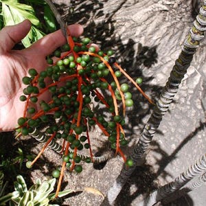 May include: A close-up of a plant with bright green berries on orange stems. The berries are clustered together, and the stems branch out from a central point. The background includes a tree trunk and foliage.